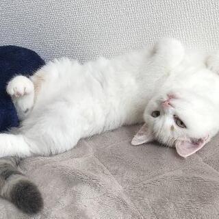 ※一時受付を中止します【里親募集】猫（マンチカン♀）をお譲りします