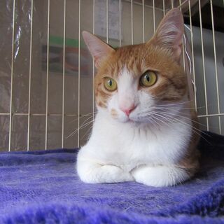 保護猫のアーちゃん　2才の男の子です