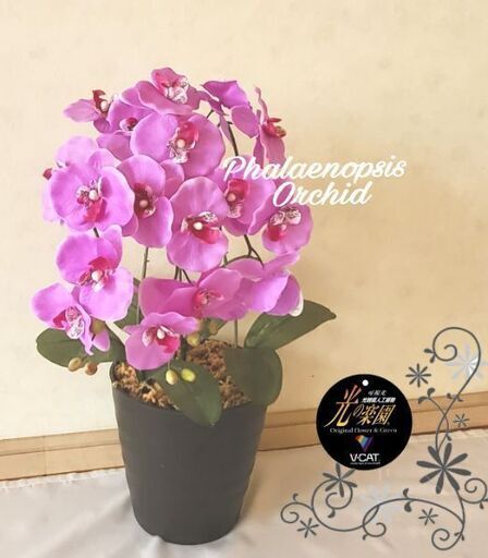 ◼️高機能光触媒V-CAT 胡蝶蘭 ◼️