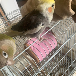 ウロコインコ、オカメインコ
