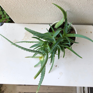 キダチアロエ　鉢植え