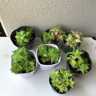 多肉植物　ポット、プラ鉢