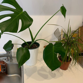 観葉植物あげます！