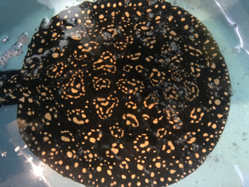 淡水エイ、超極上ダイヤモンドハイブリッドエイ、ハイブリッド淡水エイペアー