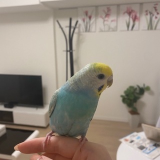 生後一歳のメスの手乗りセキセイインコ 