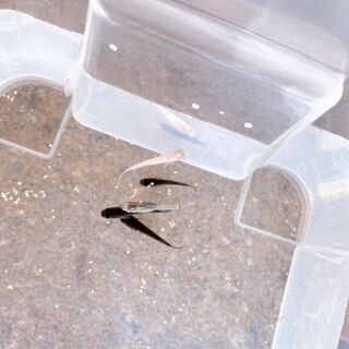 メダカ各種飼育してます、手渡しとなります‼️
