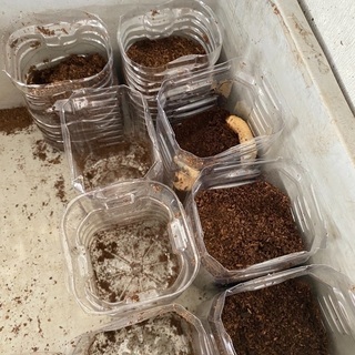 カブトムシの幼虫250円まとめ買いお安くします♪の画像