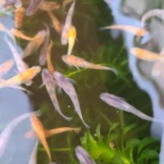 めだか　三色ラメめだか　選別漏れ　10匹セットの画像