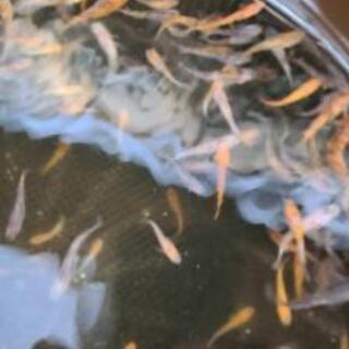 めだか　三色ラメめだか　選別漏れ　10匹セットの画像
