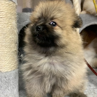 2ヶ月ポメチワ男の子里親募集中 - 犬