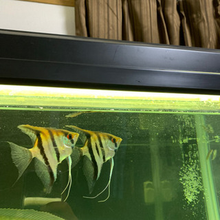エンゼルフィッシュ２匹ペア　熱帯魚