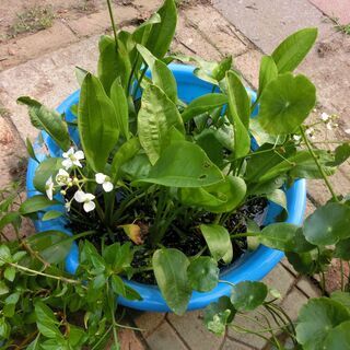 ⭐人気自家栽培、⭐3種類水草、メダカの水草各1個.100円です（⦿コイン１０点、⦿ルドウィジア5点、，⦿オモダカ2本）🌟200円以上でお願い致します⭐ビニール袋に入れてのお渡しですバケツに水ご用意ください⭐追加可能です👉お問い合わせ前にプロフィール必読ですの画像