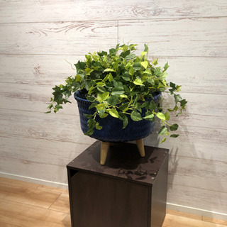 植物　インテリア　造花　お部屋に緑を