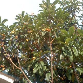 週末サービス　びわの葉　無農薬　ビワ茶、ビワ酒、温灸、入浴剤、湿...