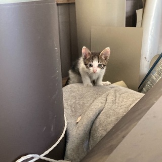 生後一ヶ月半くらいの子猫三匹