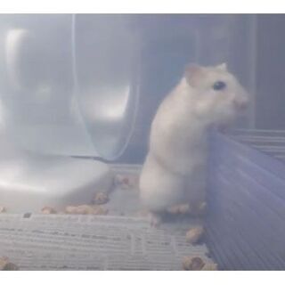 ③ハムスター飼育ケージ＆グッズセット あげます。  ケージ（衣装...