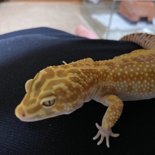 レオパ、ヒョウモントカゲモドキ