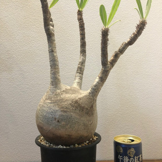 パキポディウム グラキリス 発根済