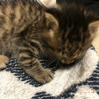 子猫を保護しています
