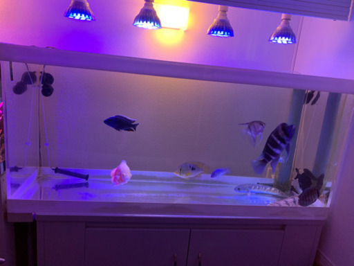 最終値下げ❗️大型熱帯魚❗️内容変更　残り5個体まとめて　格安