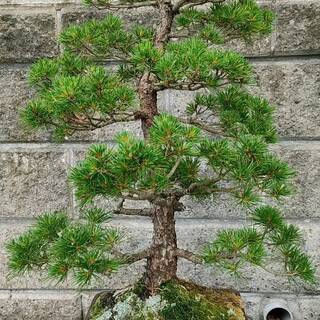 盆栽　五葉松　樹高47cm 五葉松 盆栽 高さ47cm 横幅43cm 取りに来れる方大歓迎 自社配送も可