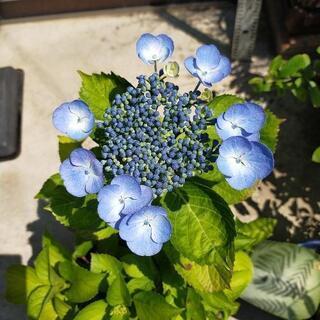 アジサイ各種