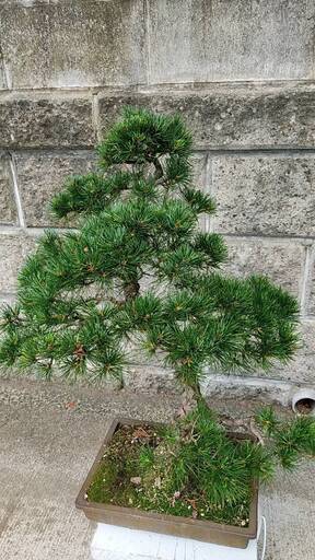 盆栽★その４★五葉松★全高：約70cm★樹齢：約50年