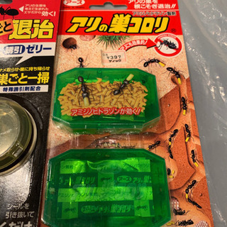 クロオオアリ（新女王） | ANT STREET MARKET / アリ販売店