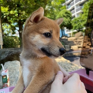 かわいい豆柴の女の子のさくらちゃん(生後4ヶ月) - 墨田区