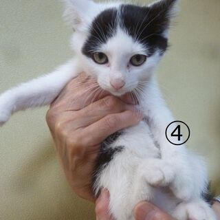 全ての子の里親さまが決まりました。ありがとうございました。生後２ヶ月の子猫４匹きょうだい　④の子(オス)の募集です。３匹（①②③）は決定しました！※代理投稿です。 - 里親募集
