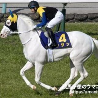 競馬仲間募集　