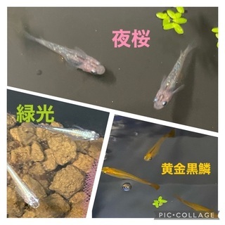 【メダカの卵 6/7(月)採卵分！お早めに！】夜桜、黄金黒鱗、緑...