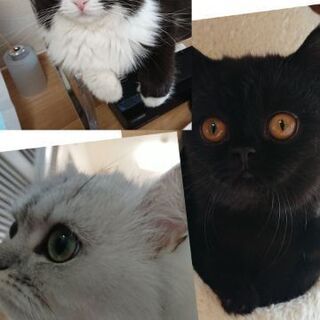 猫のお世話とお掃除の画像