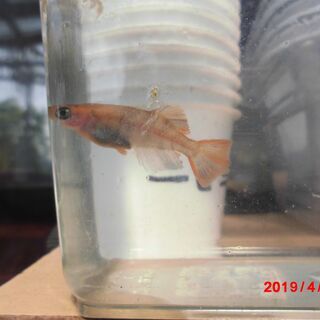 メダカ　横見の綺麗な（光体型）背びれ、尾びれに特徴のある綺麗なメダカです！の画像