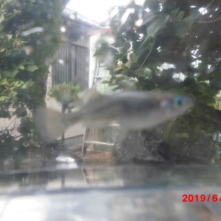 メダカ　横見の綺麗な（光体型）背びれ、尾びれに特徴のある綺麗なメダカです！の画像