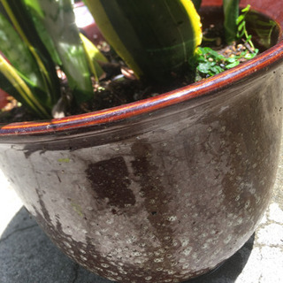 植木の画像