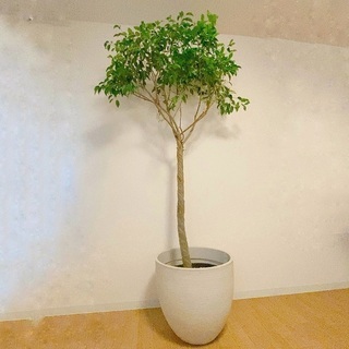 観葉植物　ファカスベンジャミン　大型　ファカス　ガジュマル　シェ...