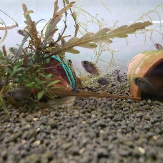 イヴァナカラ アドケタ稚魚（F1）5匹セット