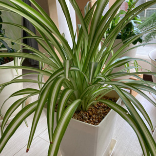 オリヅルラン　観葉植物　クリーン培養土