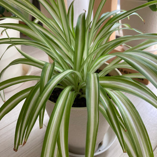 オリヅルラン　観葉植物～鉢付き
