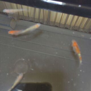 画像のメダカ（画像1.2）の稚魚10匹2000円