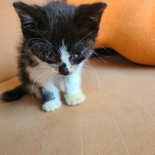白黒の子猫　生後約１ヶ月　男の子