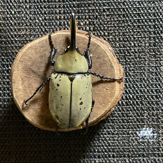 【ごん太】 グラントシロカブト ♂７０ｍｍ×♀４５ｍｍ前後ペアー　１３ グラントシロカブト 74⁄52 ペア - INSECT SHOP 美咲