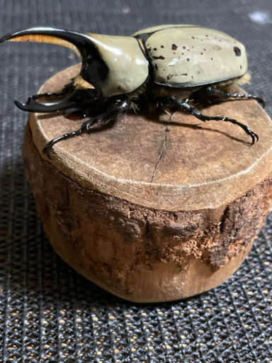 グラントシロカブト　ペア