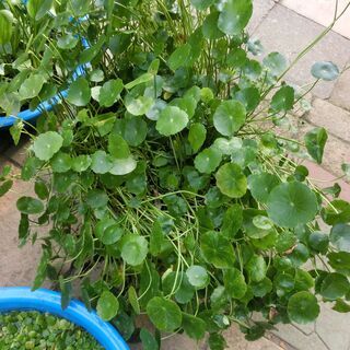 ⭐人気自家栽培、⭐3種類水草、メダカの水草各1個.100円です（⦿コイン１０点、⦿ルドウィジア5点、，⦿オモダカ2本）🌟200円以上でお願い致します⭐ビニール袋に入れてのお渡しですバケツに水ご用意ください⭐追加可能です👉お問い合わせ前にプロフィール必読ですの画像