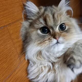 あまえるのだいすき7カ月のペルシャの女の子