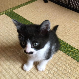 おひげの女の子！決まりました