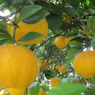 甘夏みかん  夏ミカン  