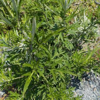 お庭や庭木の毛虫等の害虫対策　殺虫剤散布　お任せください♪