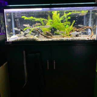 日本淡水魚水槽セット